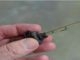 Mercedes Benz W204 Fottwell Temperature Sensor Replacement (3)